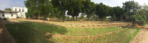 2015 salad plantation 600